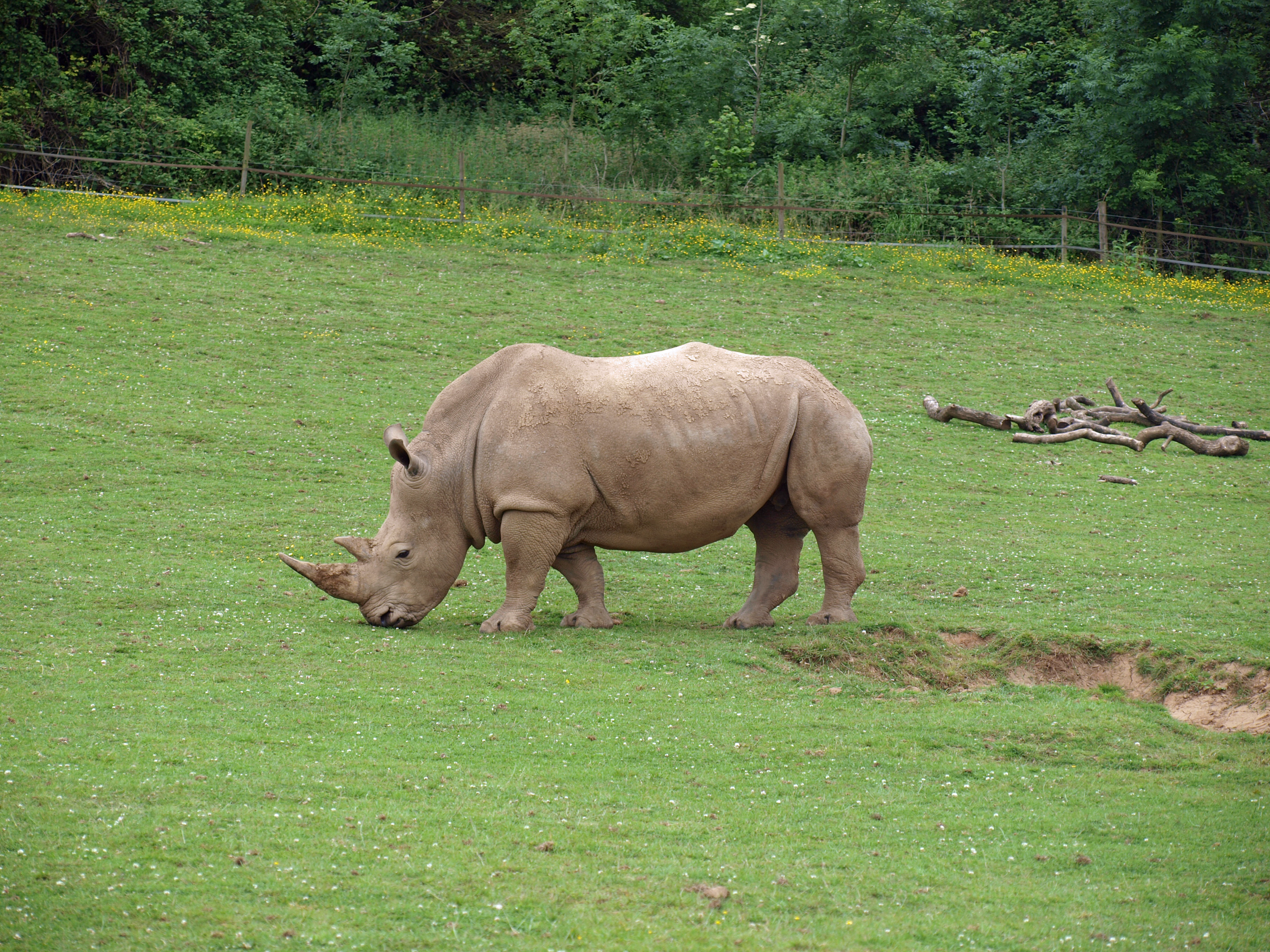 Rhino