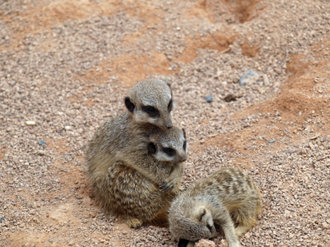 Meerkat hugs