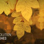 7 High Resolution Leaf Brushes