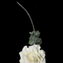 White Rose