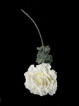 White Rose by TransparentStock