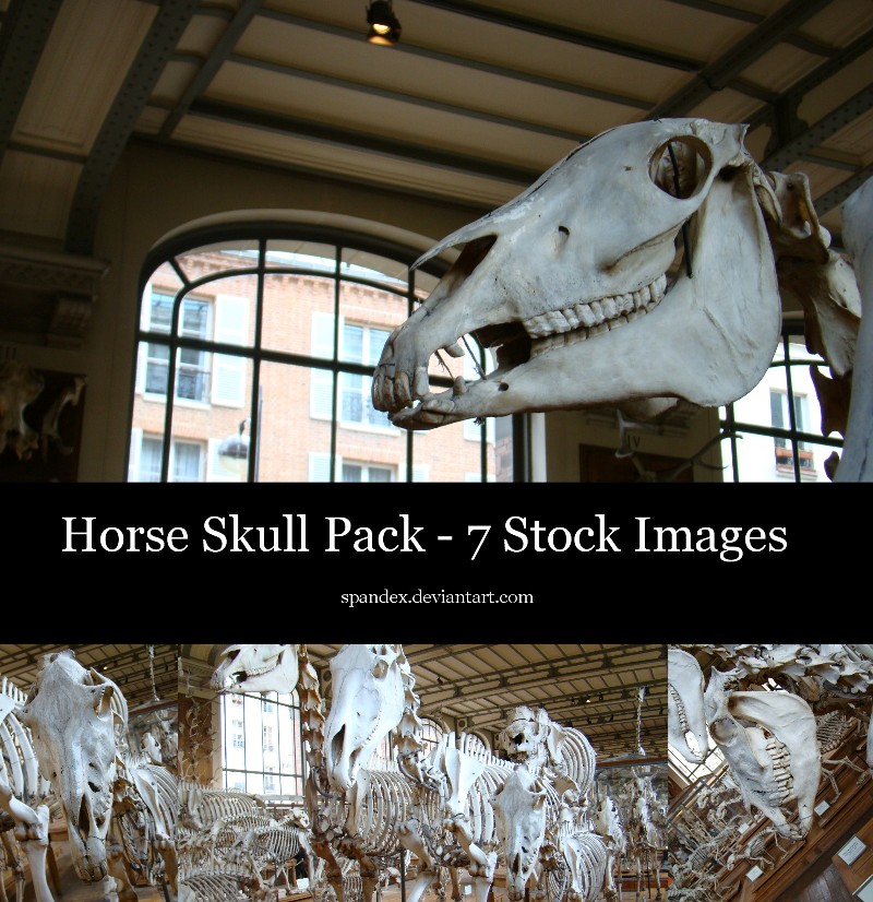 STOCK - Horse Skulls