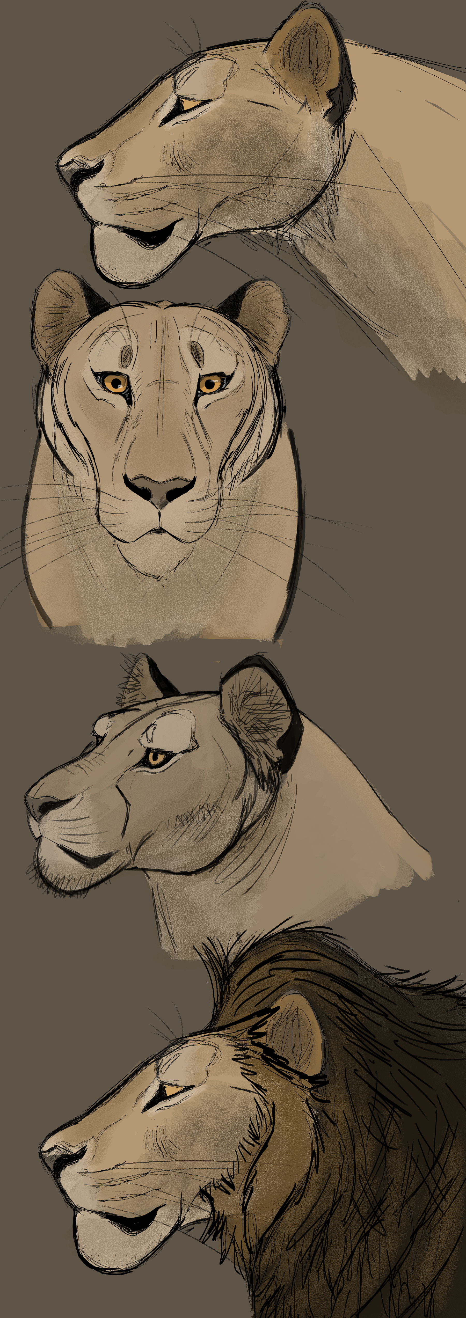 Aaron Blaise, Big Cats: Lesson #1, Lion Heads by design-always on DeviantArt