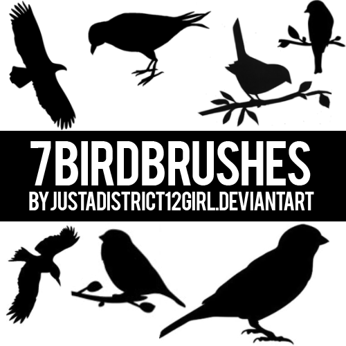 7 Bird Brushes For You!