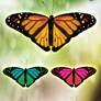 Butterfly PNG Stock V02