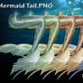 Mermaid Tail PNG