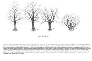 tree tutorial 1/11