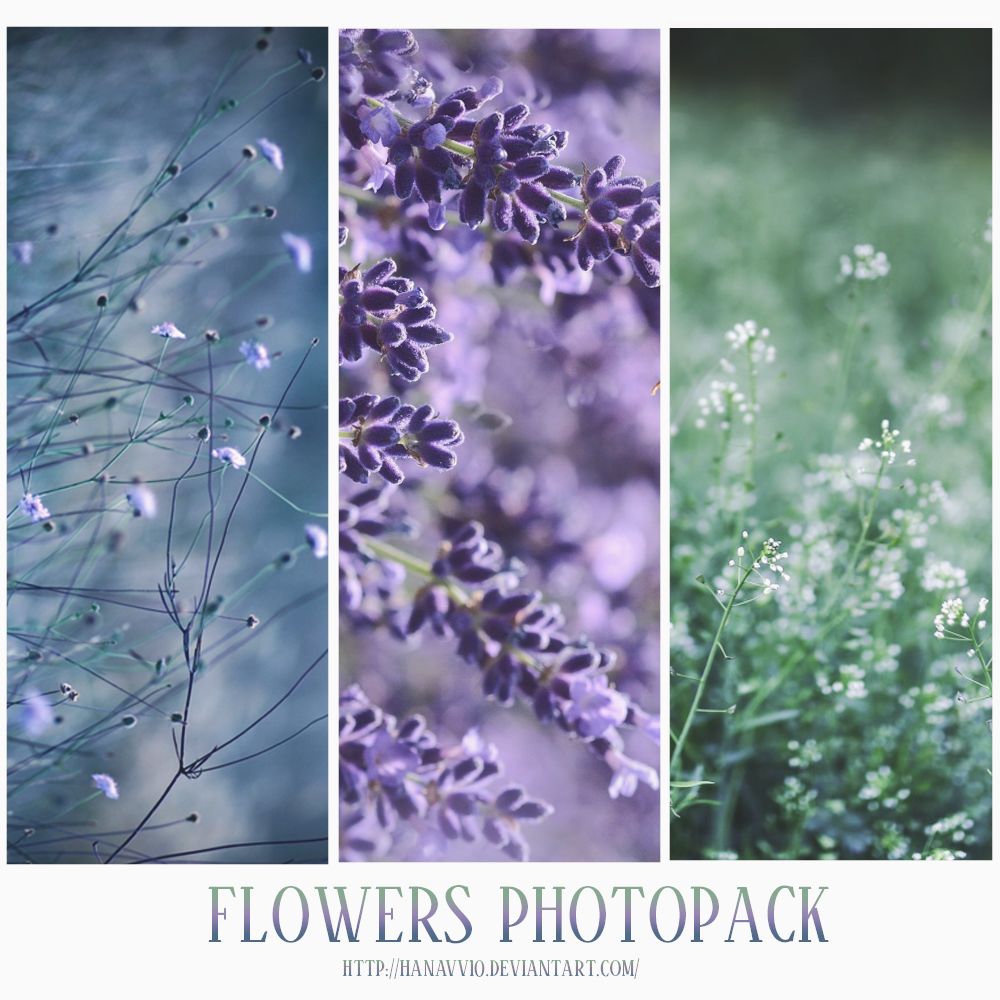 PHOTOPACK #2 FLOWERS