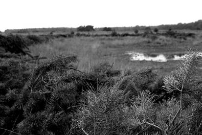 Lenstober #6 Black-and-White Landscape