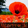 3R Stock - Macro Poppies