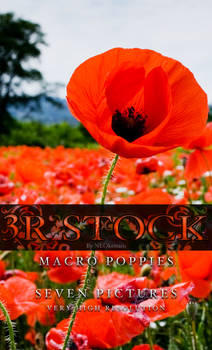 3R Stock - Macro Poppies