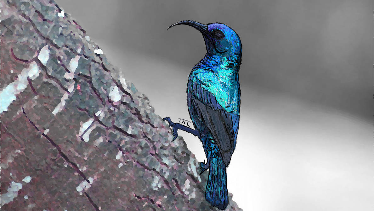 Hummingbird on tree trunk, Photoshop by SpartanJon on DeviantArt