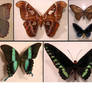 stock pack: Butterfly wings