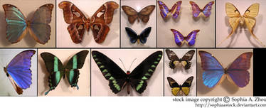 stock pack: Butterfly wings