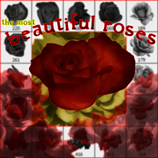 The Most Beautiful Roses