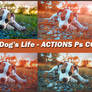 Dog's Life.atn   ACTIONS Ps CC