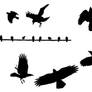 Birds Flying