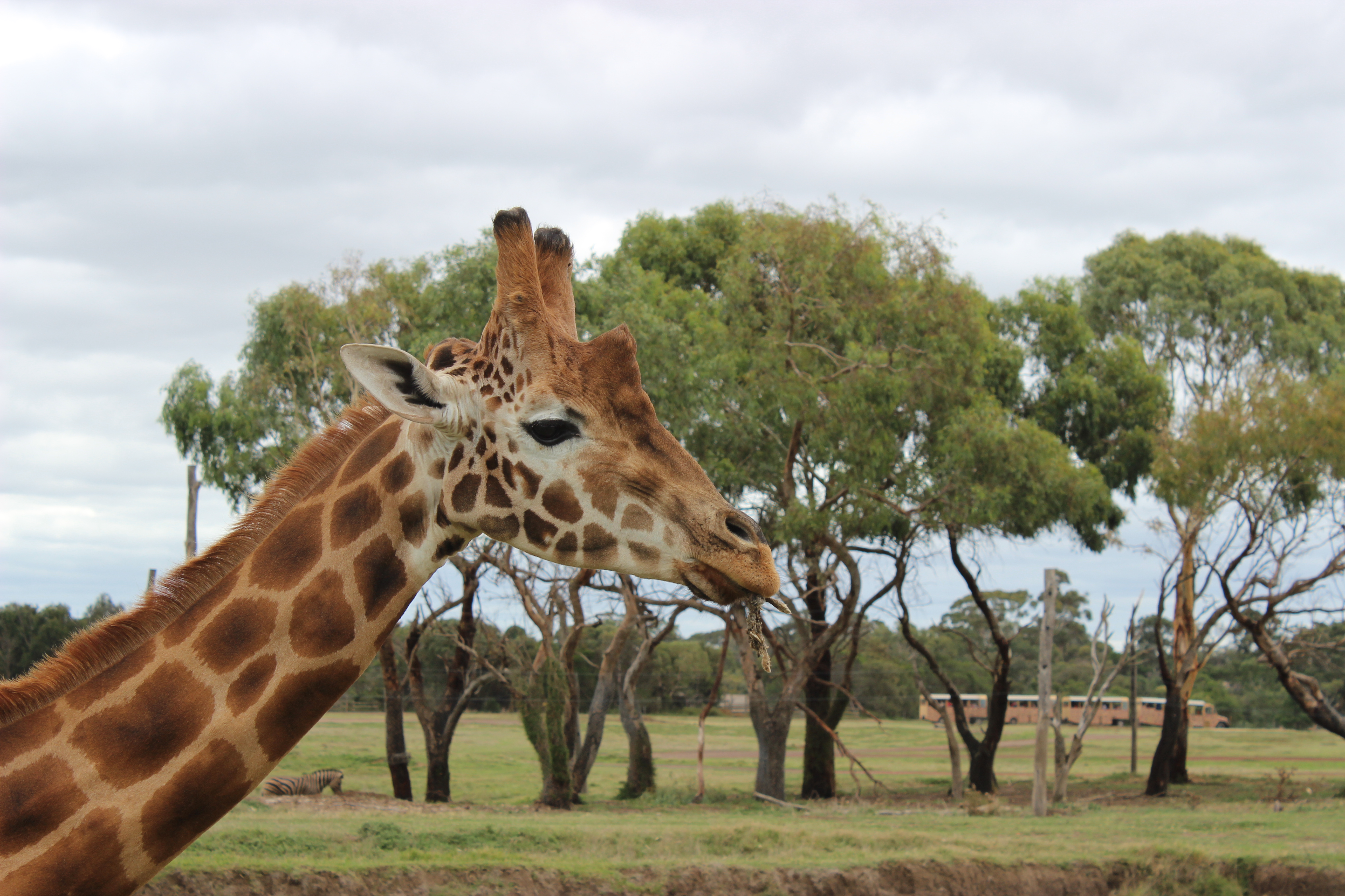 Giraffe stock