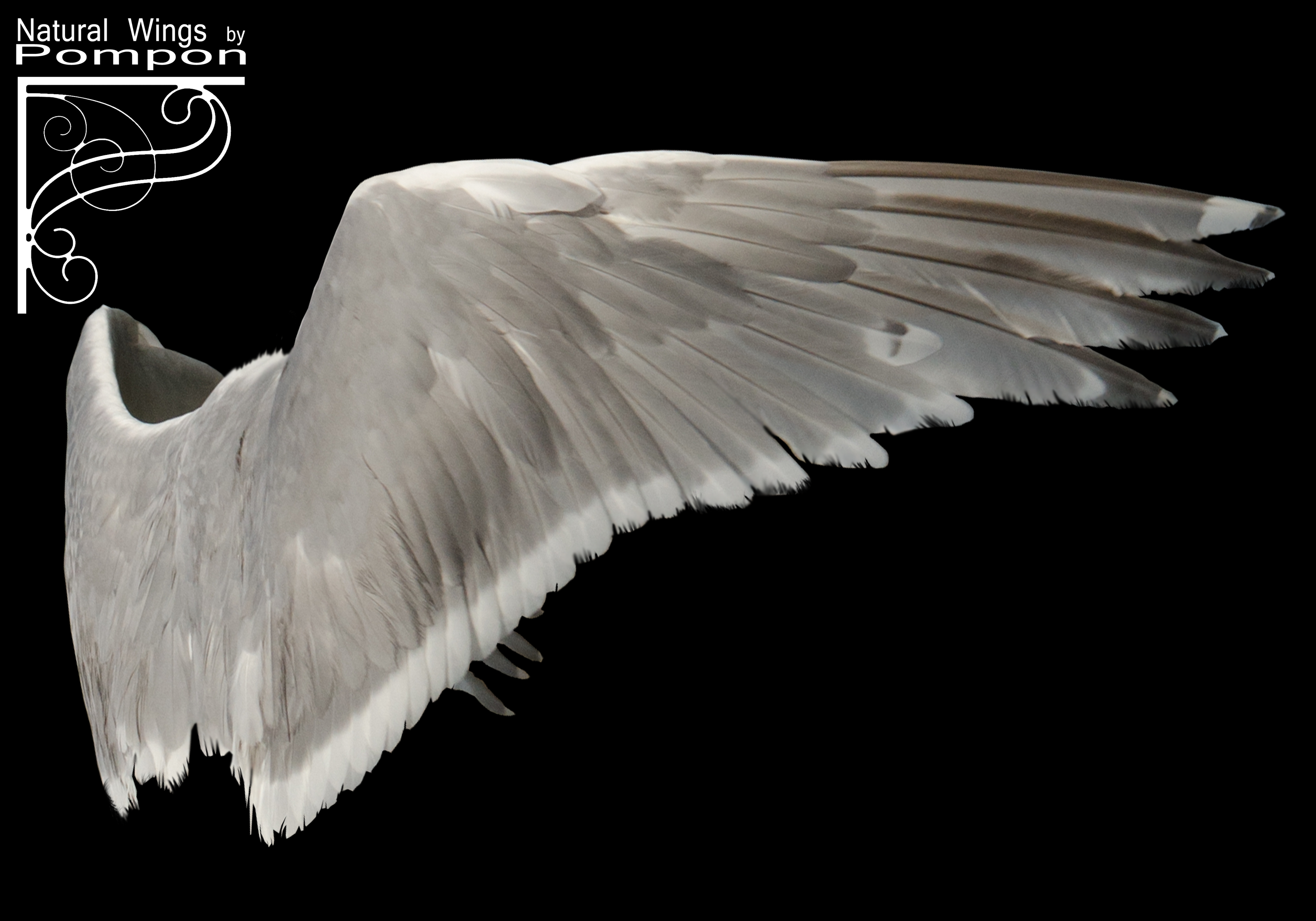 Natural Wings 01 by coolzero2a on DeviantArt