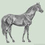 Standing Horse Greyscale -FREE-