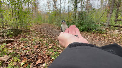 Two Chickadees and a Nuthatch