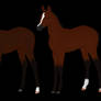 Tapit Foals