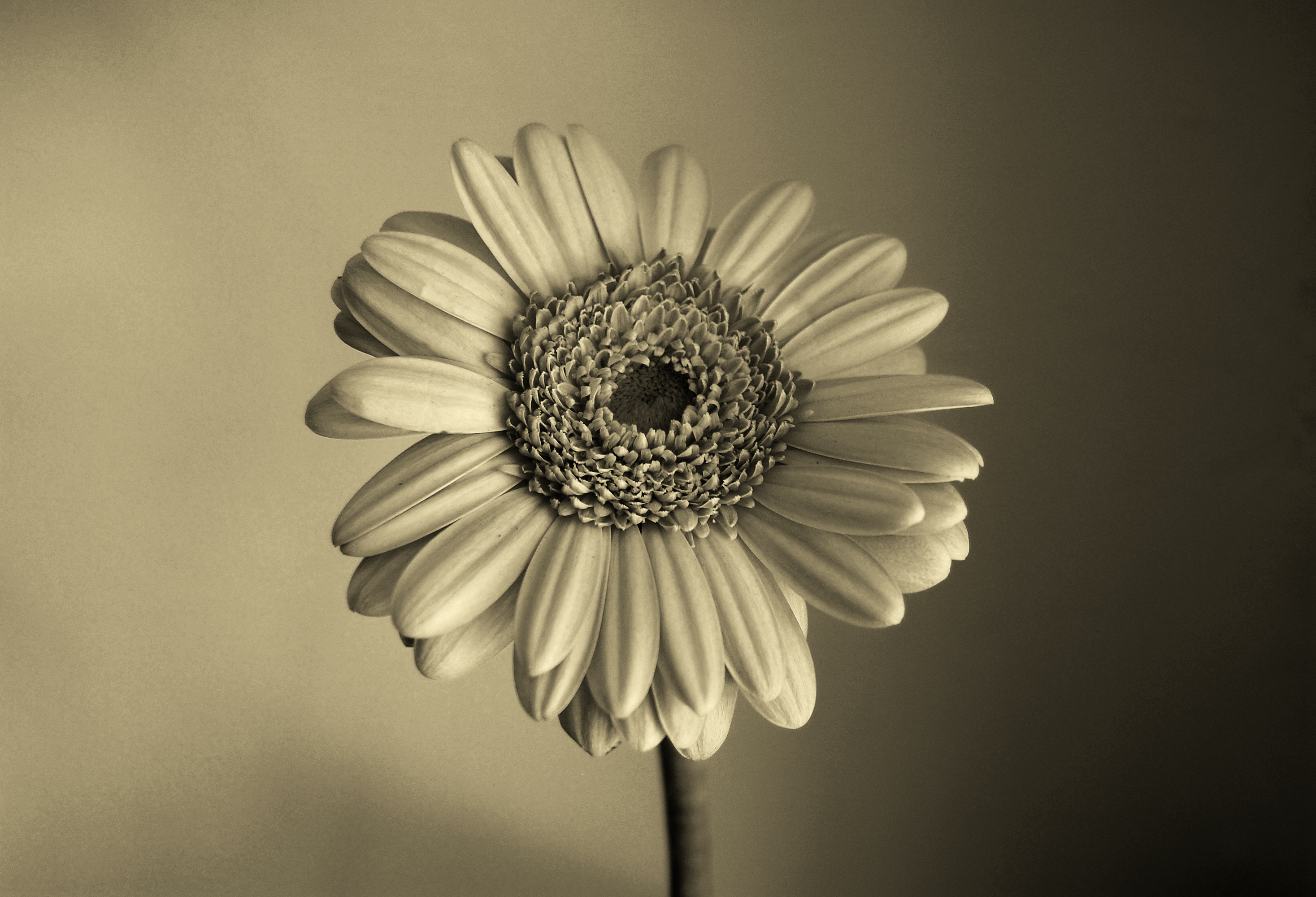 Sepia Flower Wallpaper