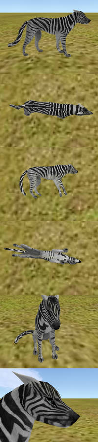Zebra texture