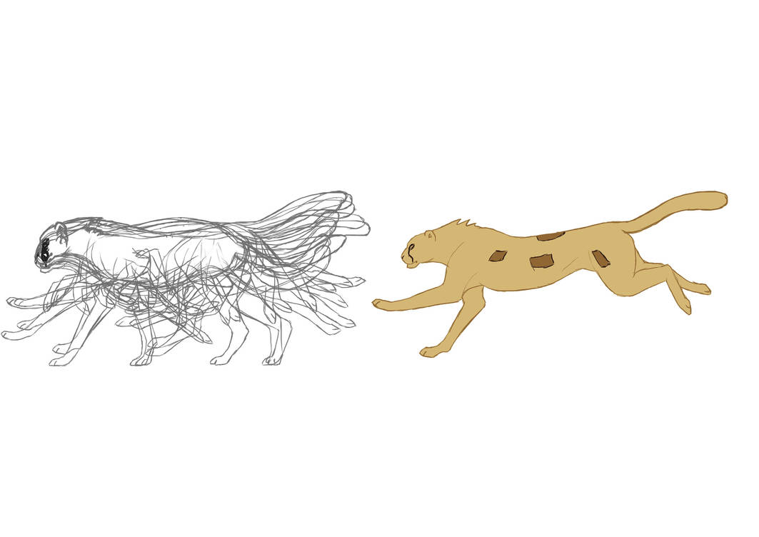 Cheetah Running Cycle Frames Psd By Northernred On Deviantart