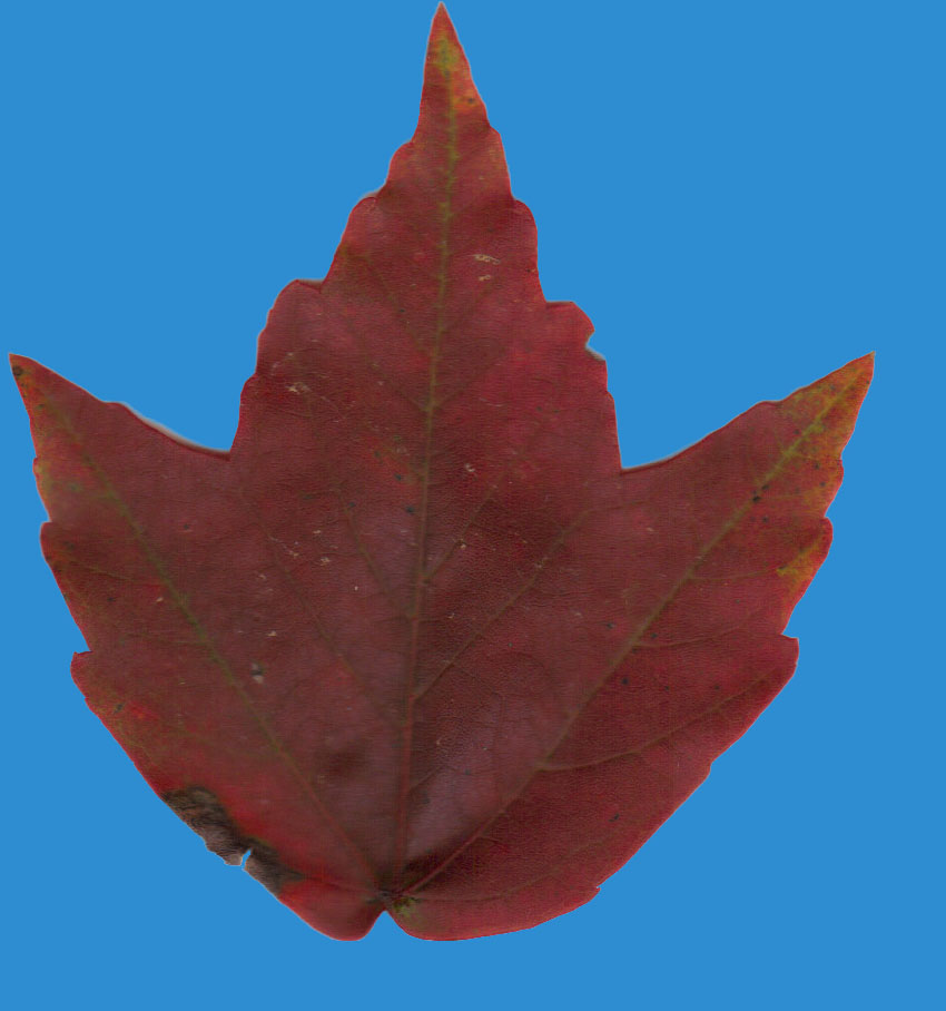 Leaf 7 PSD