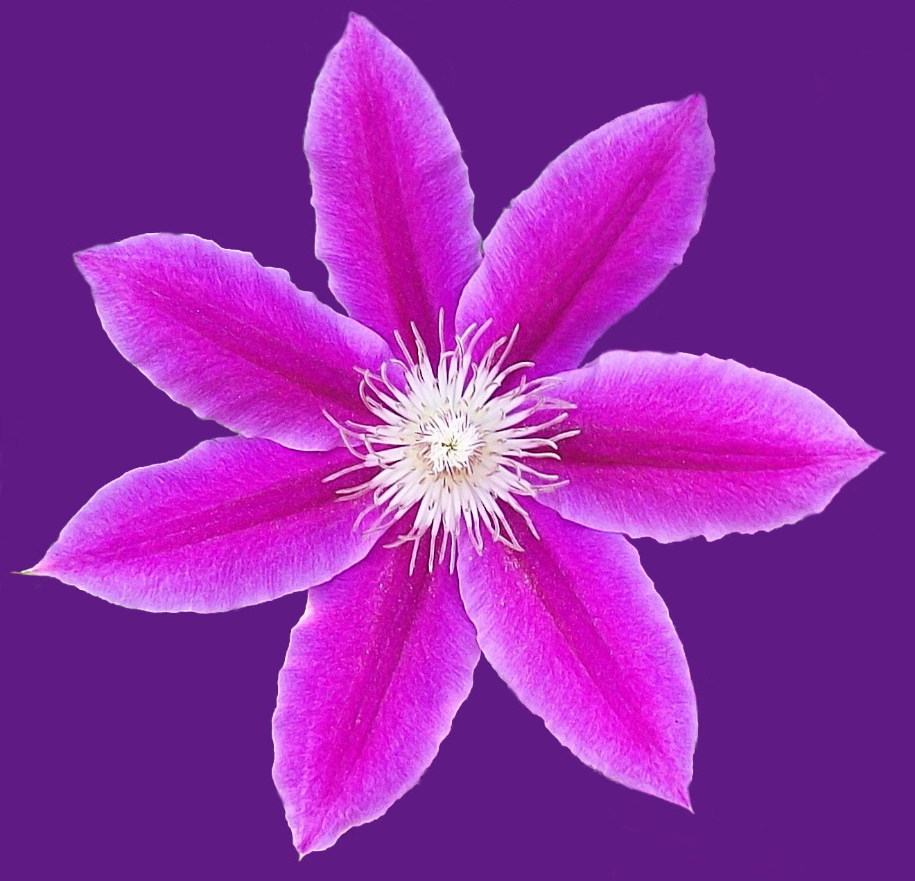 Clematis 1 PSD