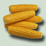 Corn on the Cob PSD