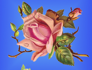 Rose 8 PSD