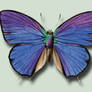 Butterfly 5 PSD