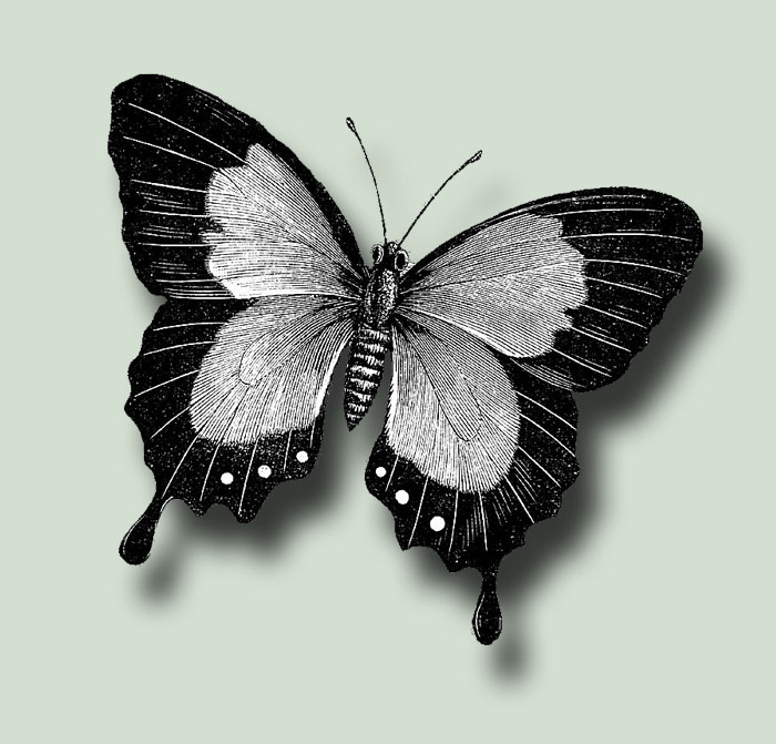 Butterfly 6 PSD
