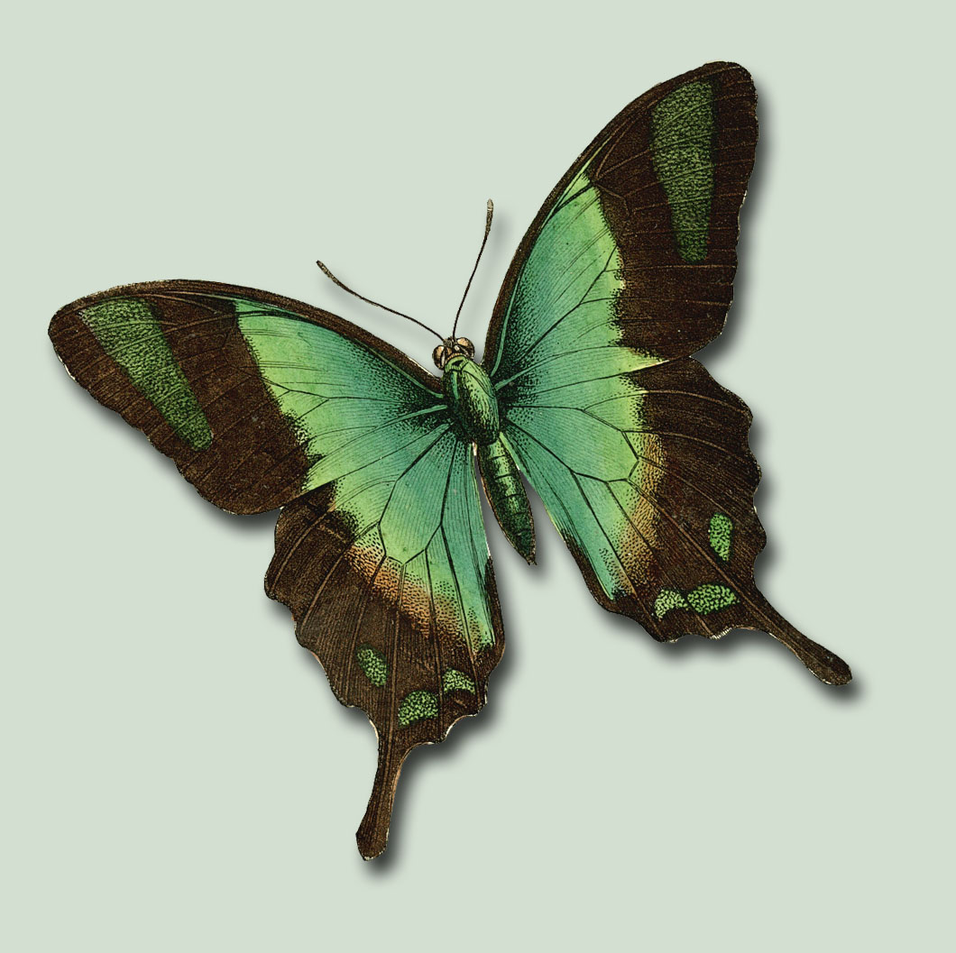 Butterfly 9 PSD by ravenarcana on DeviantArt