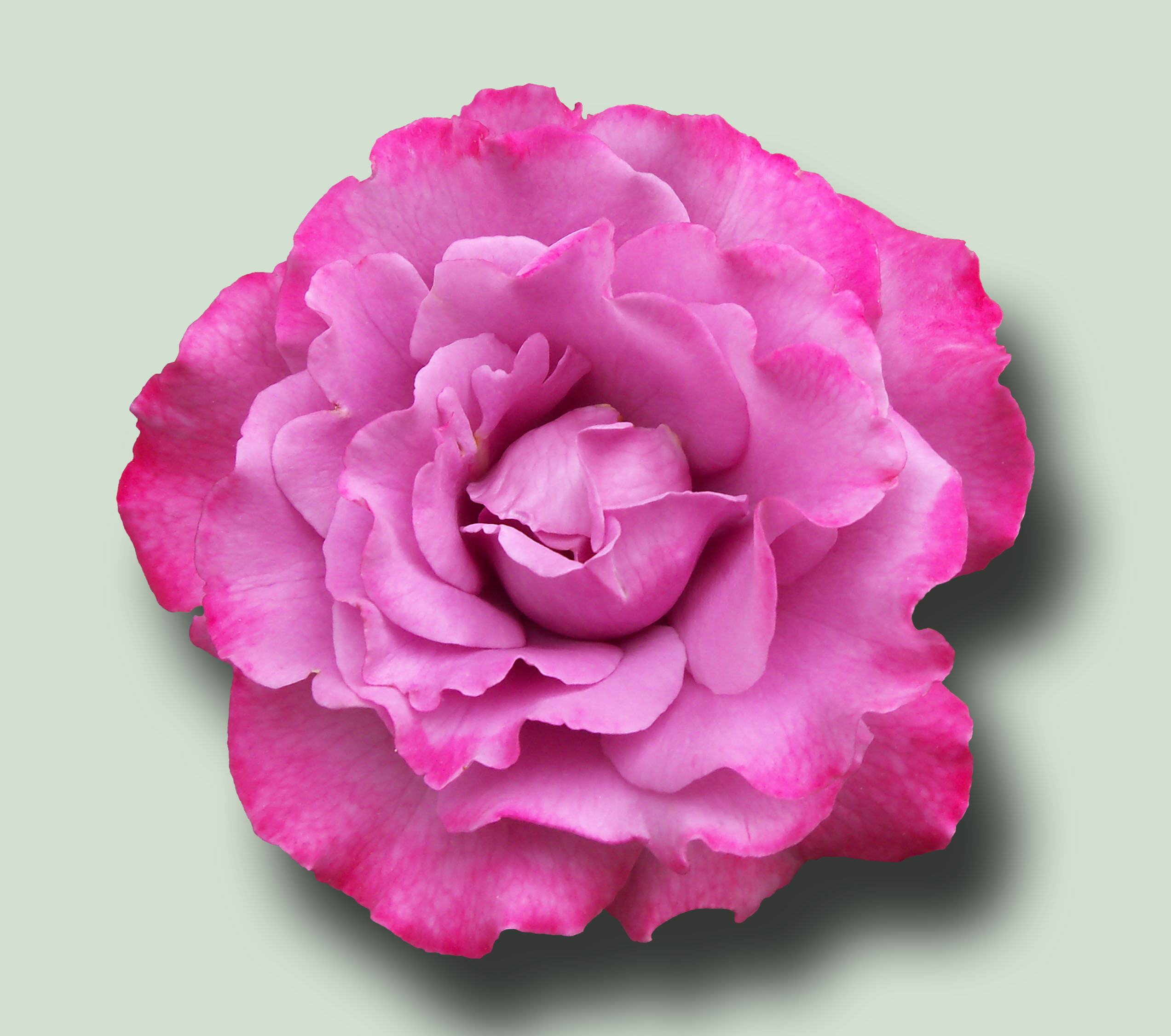 Pink Rose PSD