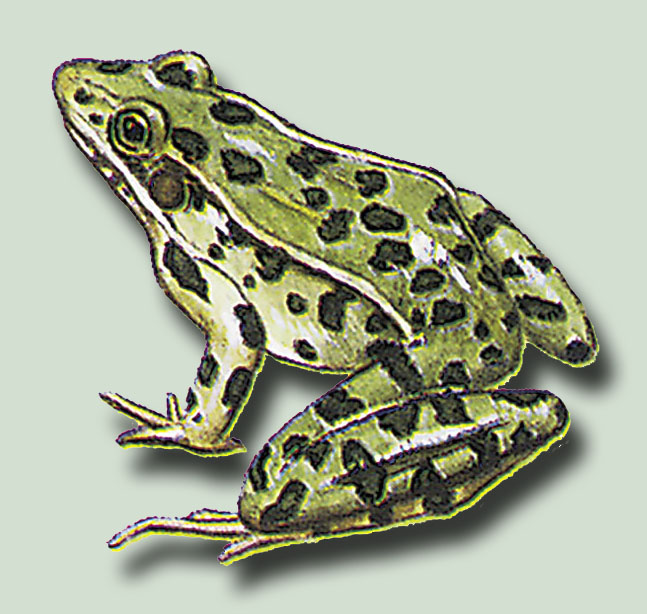 Frog 1 PSD