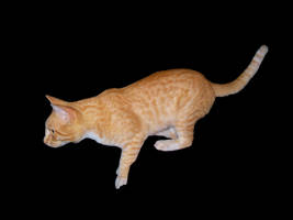 Orange Tabby Cat psd