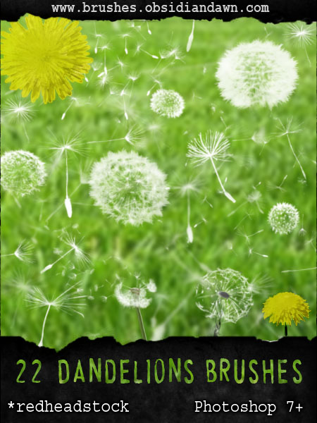 GIMP Dandelion Brushes