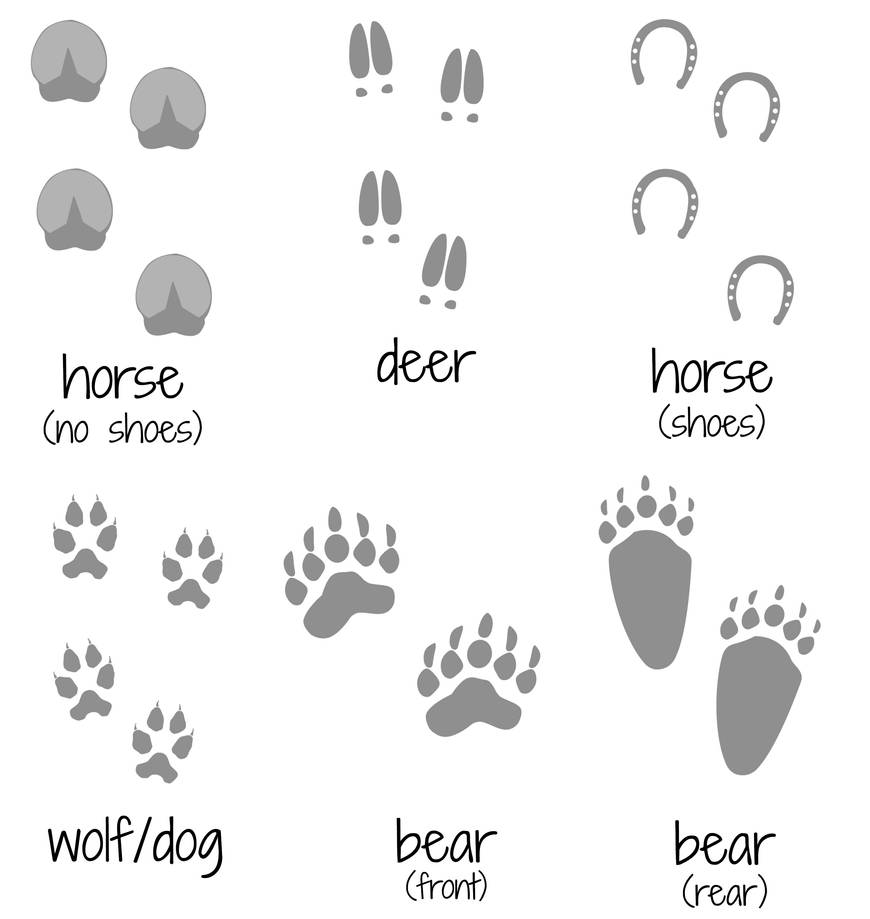 Shoes that leave animal tracks best sale