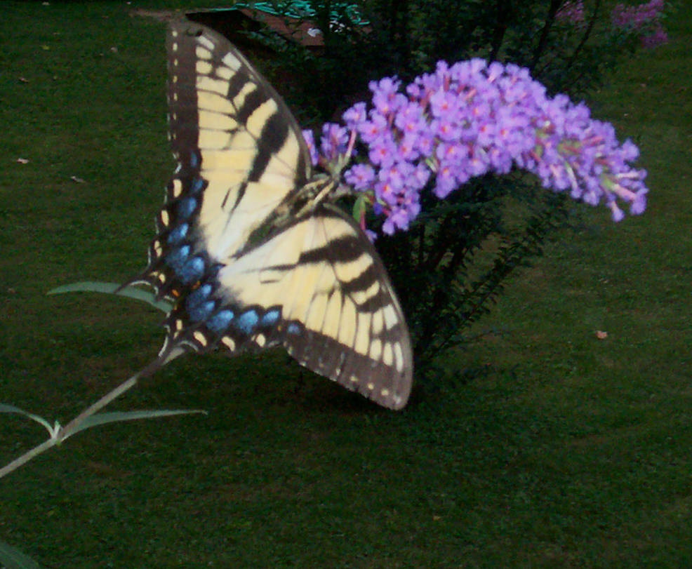 tiger swallowtail butterfly by susanp122475 on DeviantArt