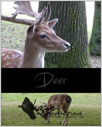 Deer Package