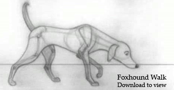Animation:  Foxhound walk