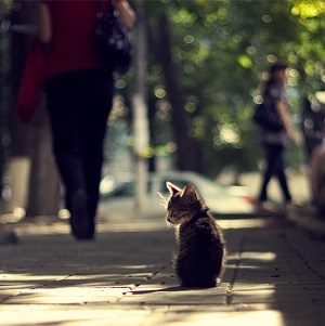 Котенок С Улицы Фото