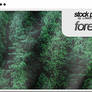 STOCK PACK: Forest