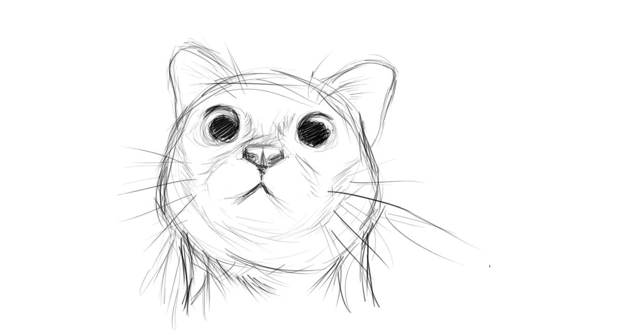 Cat Face Rough Sketch By Hortiilynn On Deviantart