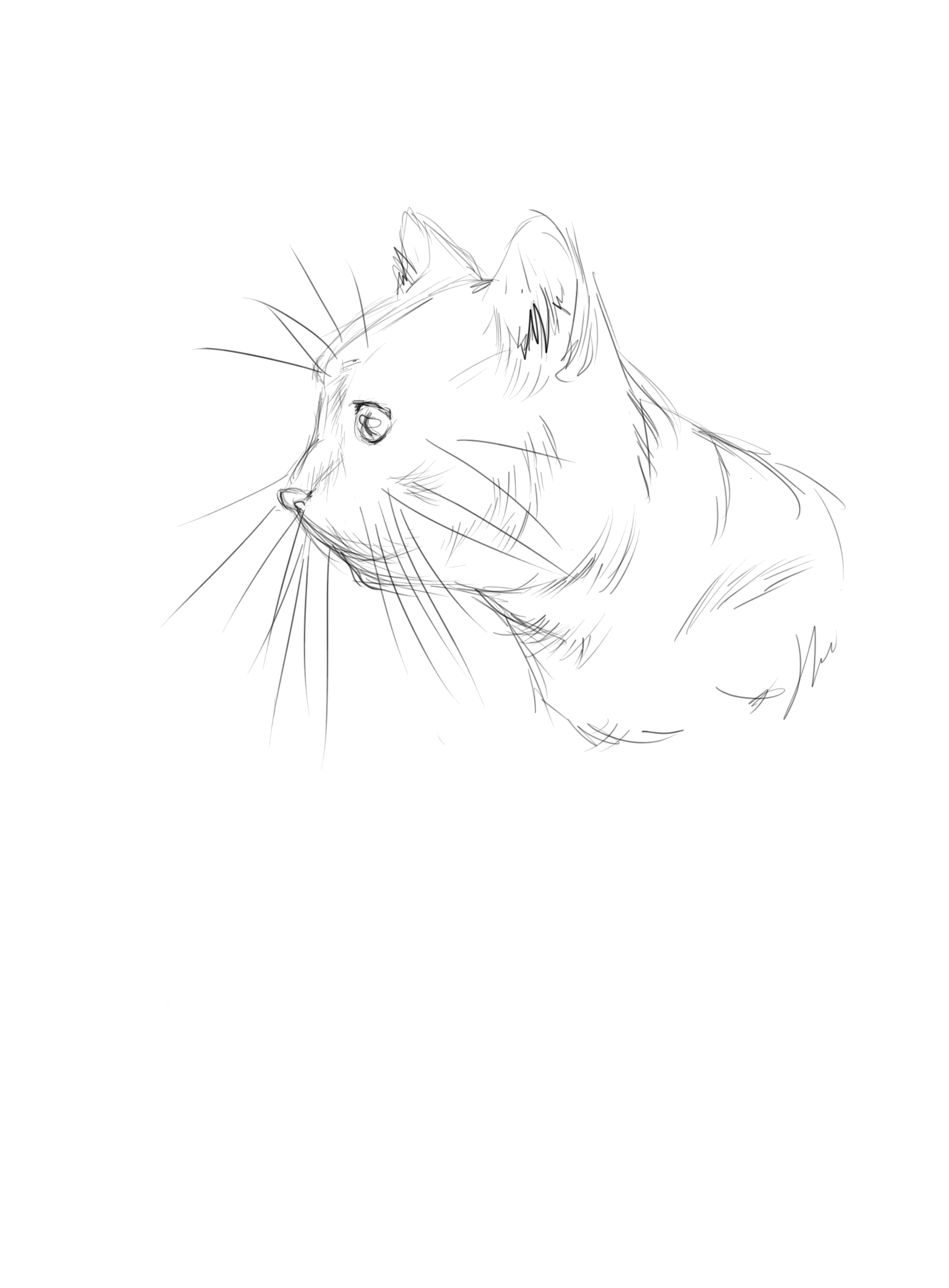 cat face side view drawing