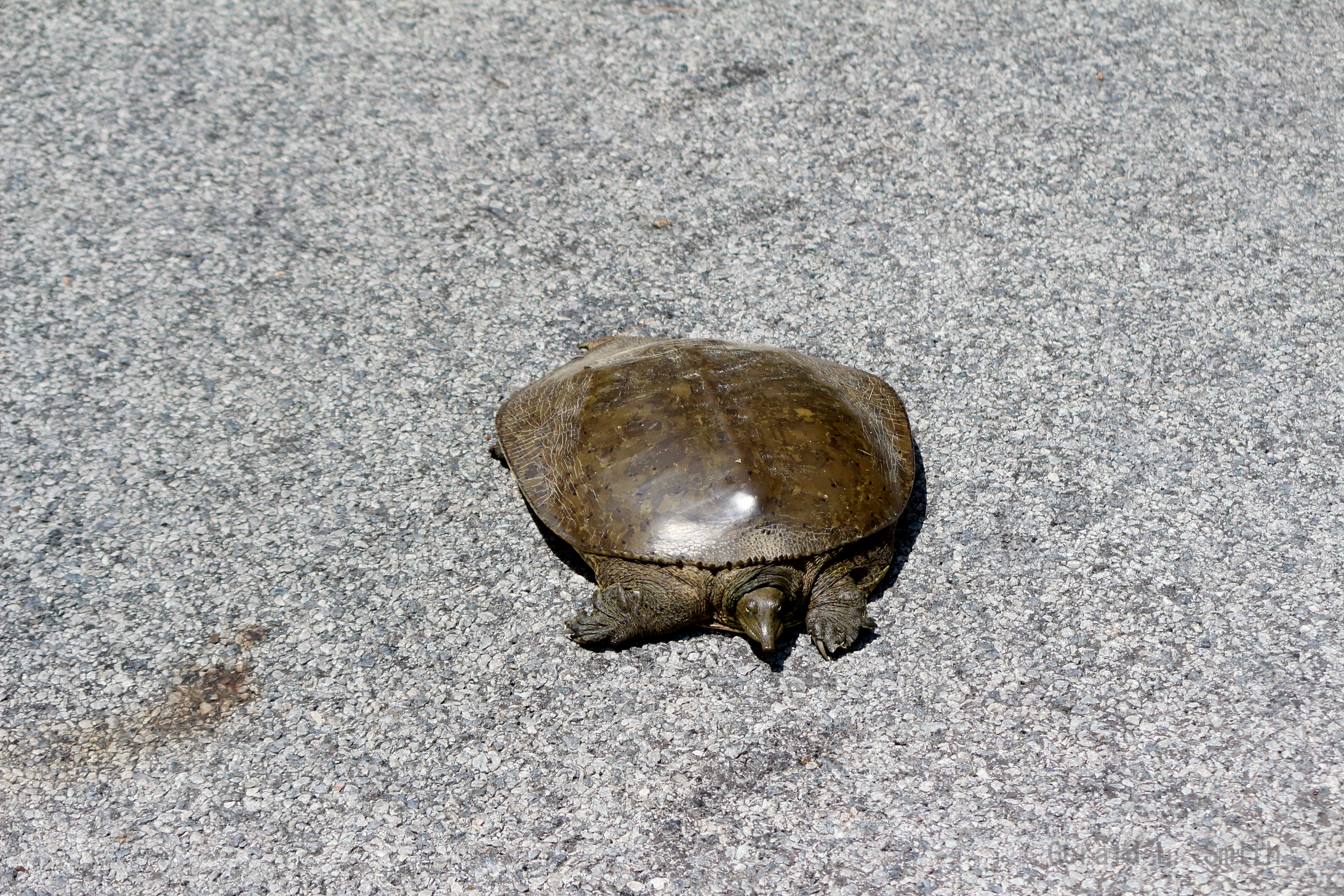 Spiny Softshell Turtle 2