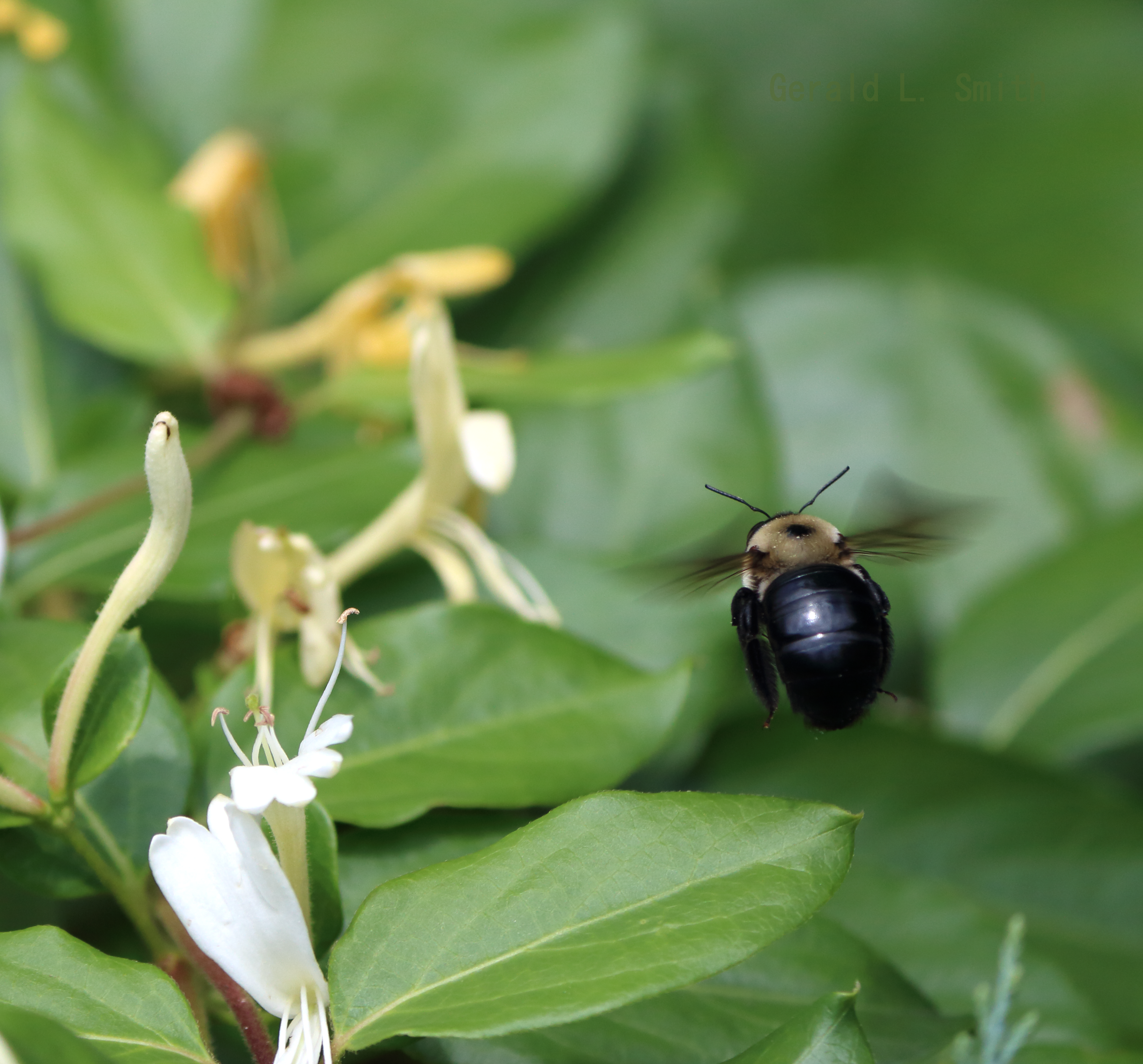 Bumble Bee in flight